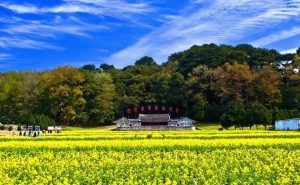 作家蒲公英——开化有座大山叫古田