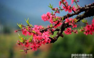 作家沈裕慎｜岁岁桃花醉南汇