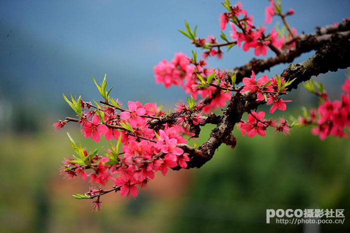 作家沈裕慎｜岁岁桃花醉南汇