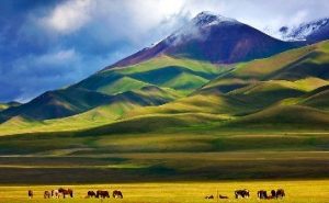 毛雨松＼昕源洞藏酒，天山上的精灵