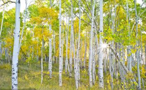 高金镶｜外婆村的白杨林