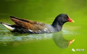 “桂林杯”《中国最美游记》入围作品：扬州黑水鸡