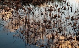 每一个人都应有“文学的故乡”