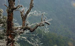 诗歌：雪花打湿早春的梦II青草地