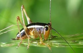 蟋蟀吟秋( 王甫海)