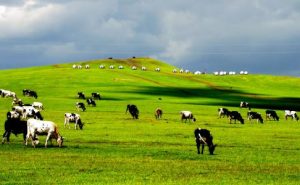 美丽的草原我的家——马春晓 