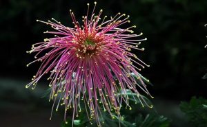 姥姥手中的佛珠心中的佛塔（原创首发）