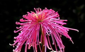 中国当代散文精选入选作品：梦里找娘千百度II王秀东