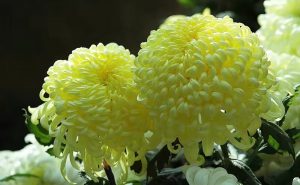 到了菊花飘香的季节——戴三星