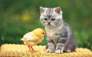 中国当代散文精选入围作品：猫宠记||邵国阳