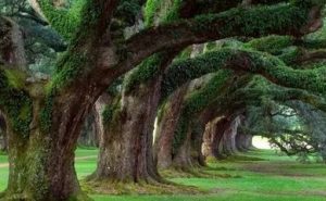 作家周文广II夕阳西照——榕树赞歌