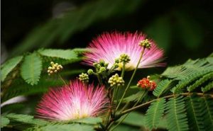 合欢花·开着我的平平仄仄II作家蒲公英