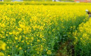 “井冈山杯”《中国最美游记》入围作品：消泗，油菜花在喊你的名字II高晓辉（湖北武汉）