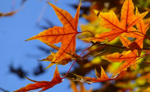 新入会员作品：秋叶渡向冬季郭蕊（山东）