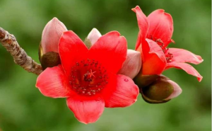 木棉花（外一首）II冰耘